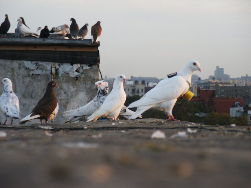 Several pigeons, mostly white, stand and walk on a rooftop ledge. Some birds have small devices attached to their backs. The city skyline is visible in the background.
